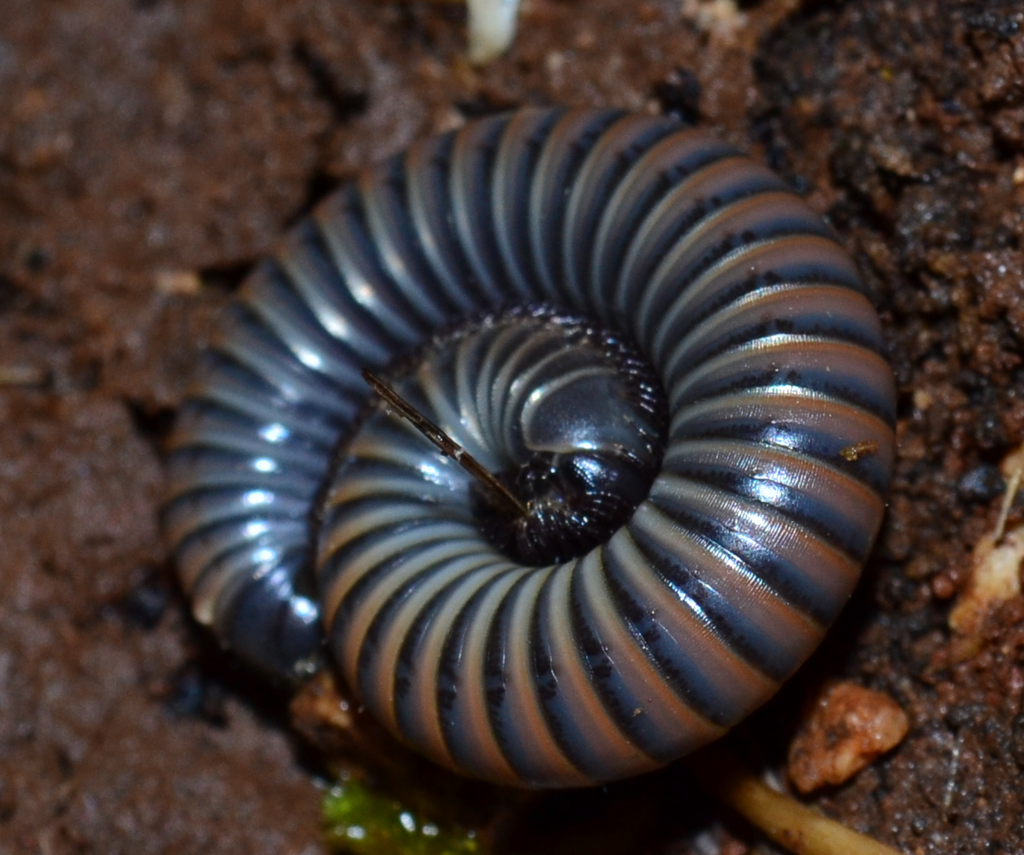 Dark-legged Acanthoiulus