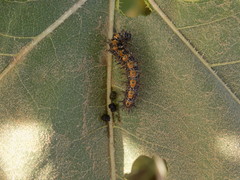 Chlosyne lacinia crocale