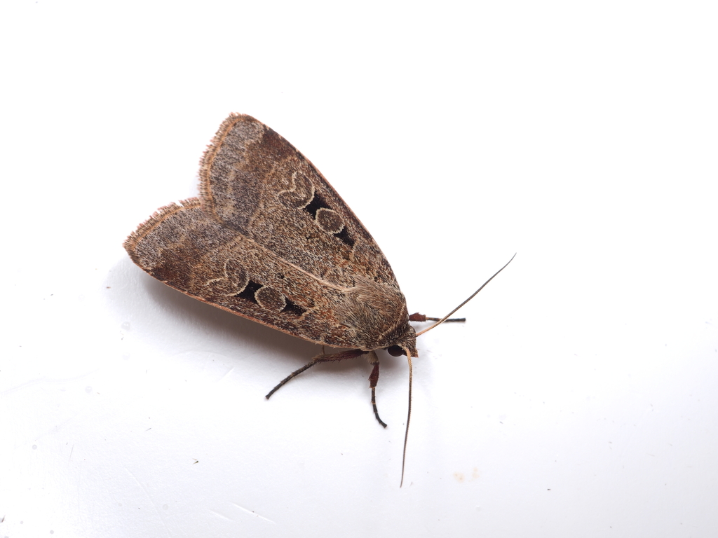 Sineugraphe