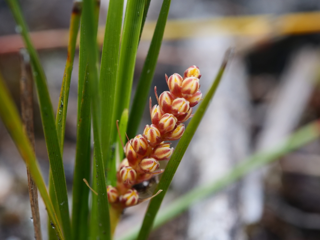 Lomandra brittanii