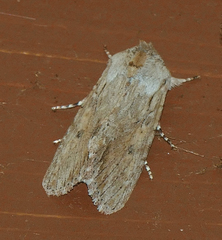Spodoptera albula