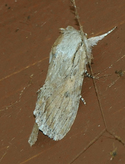 Spodoptera albula