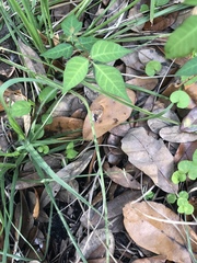 Toxicodendron radicans image