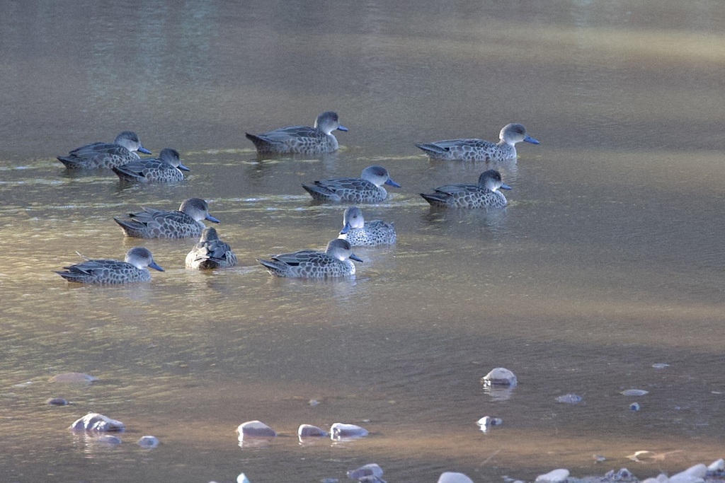 grey-teal-from-cheela-plains-nanutarra-munjina-road-paraburdoo-wa