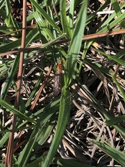 Nephrotoma suturalis