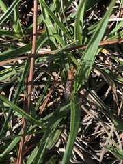 Nephrotoma suturalis