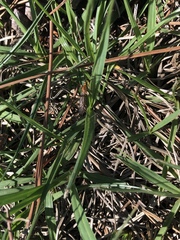 Nephrotoma suturalis