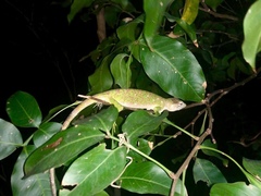 Polychrus auduboni