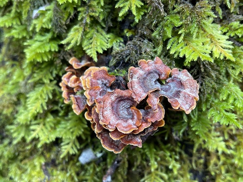 iNaturalist observation photo of hairy curtain crust