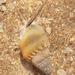 Nassarius bicallosus - Photo (c) the-reef-stalker, algunos derechos reservados (CC BY-NC), subido por the-reef-stalker