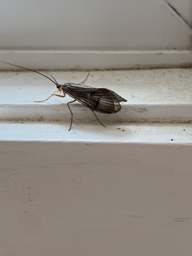 iNaturalist observation photo of Dicosmoecus gilvipes