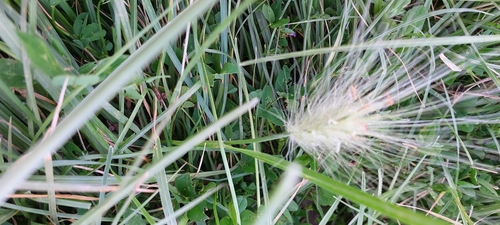 feathertop