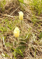 Pulsatilla albana