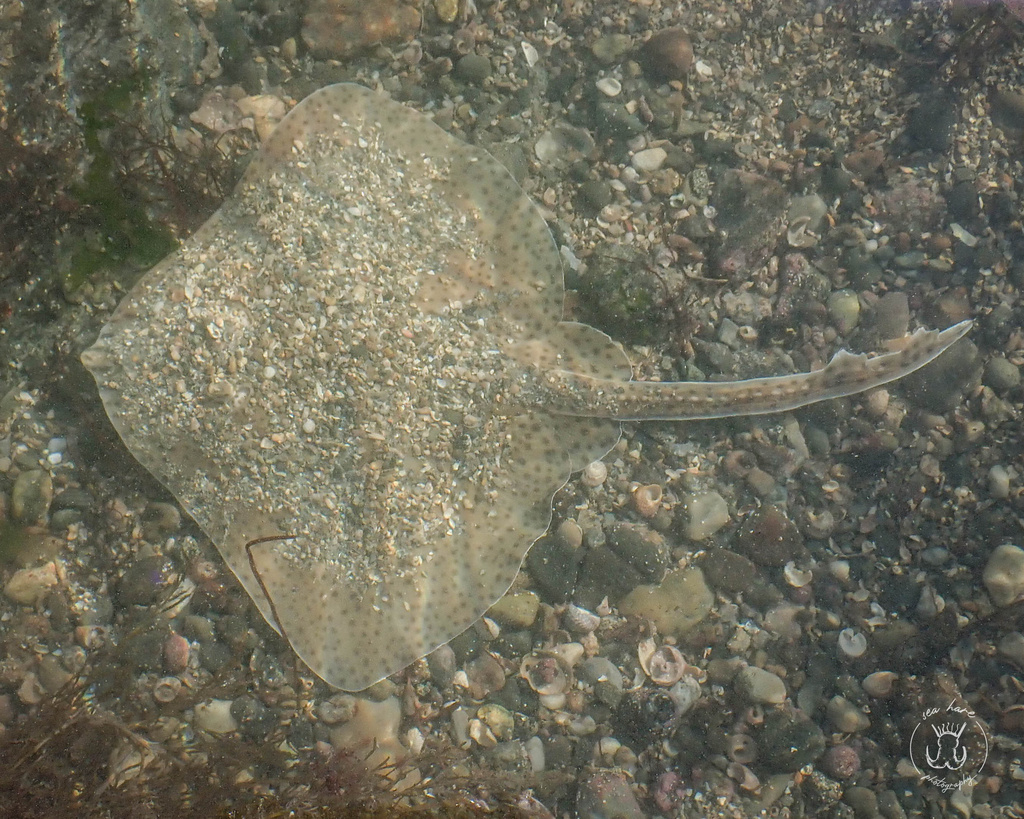 Blonde ray resting on pebbles in a shallow rock pool