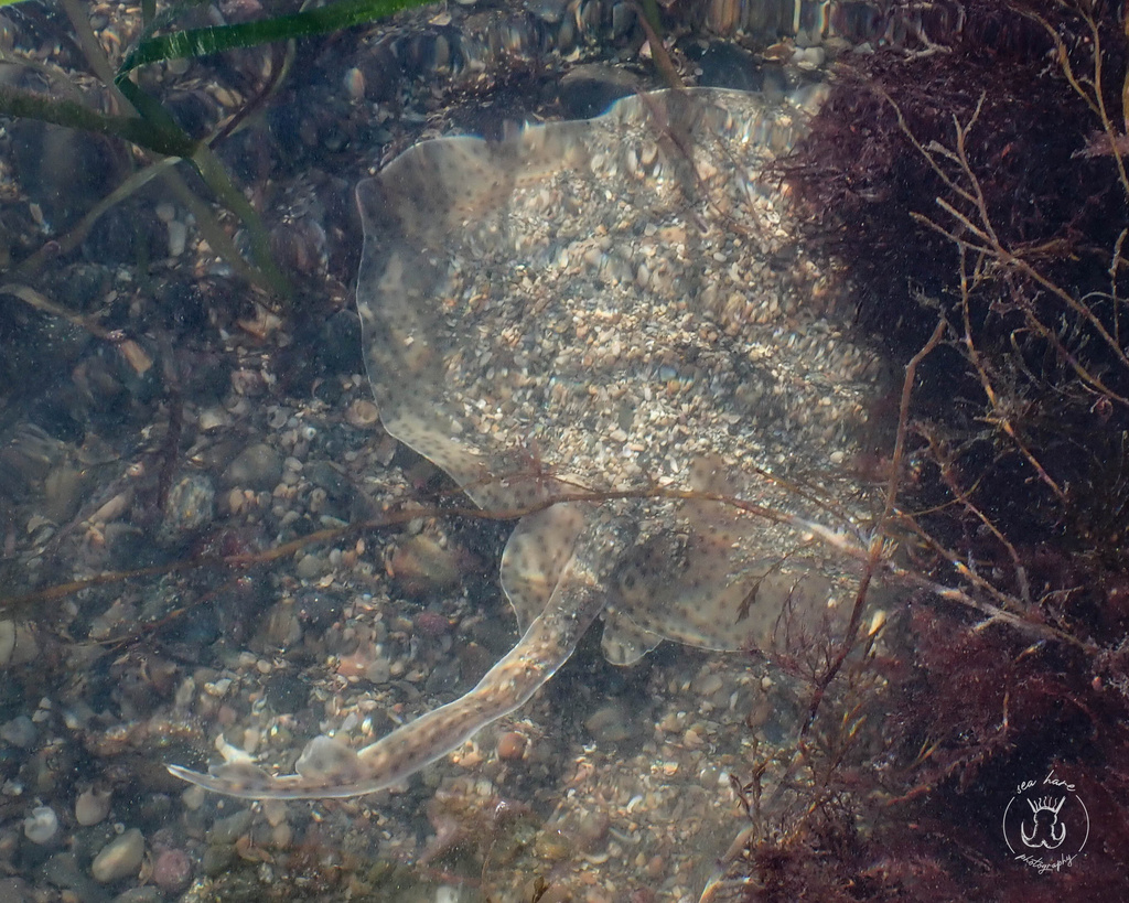 Blonde ray lying still on the bottom in shallow clear water, tail trailing behind