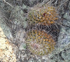 Mammillaria karwinskiana