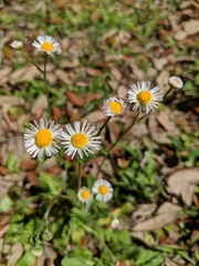 Erigeron quercifolius