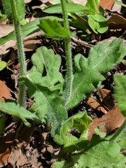 Erigeron quercifolius