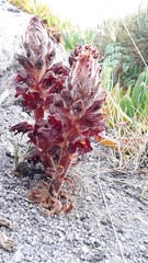 Orobanche variegata