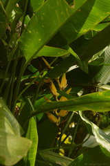 Heliconia marginata