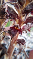 Orobanche variegata
