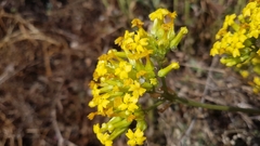Kalanchoe longiflora