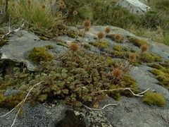 Acaena profundeincisa