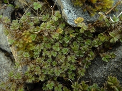 Acaena profundeincisa