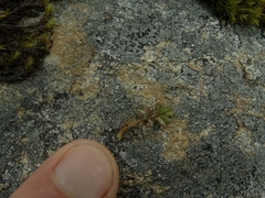 Acaena profundeincisa