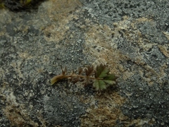 Acaena profundeincisa