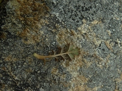 Acaena profundeincisa