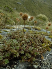 Acaena profundeincisa