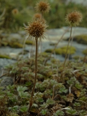 Acaena profundeincisa