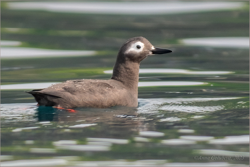 Spectacled Guillemot