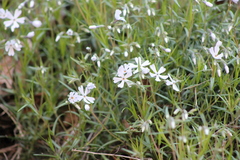 Phlox bifida