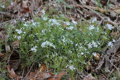 Phlox bifida