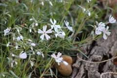 Phlox bifida