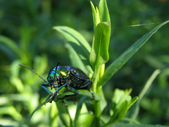 Chrysochares asiaticus