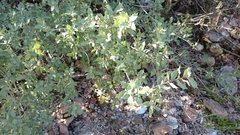 Quercus ajoensis