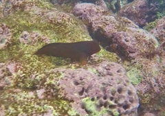 Ophioblennius macclurei