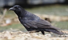 Corvus