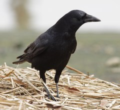Corvus