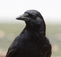 Corvus