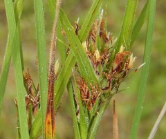 Scleria ciliata