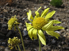 Enceliopsis covillei
