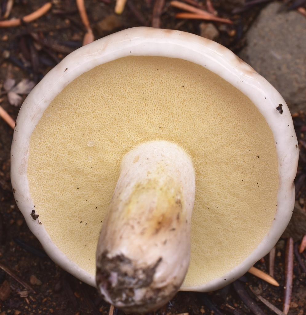 Suillus pallidiceps