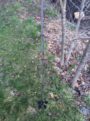 Phellodendron amurense