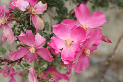 Rosa webbiana, photograph 1