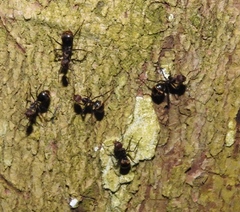 Dolichoderus quadridenticulatus