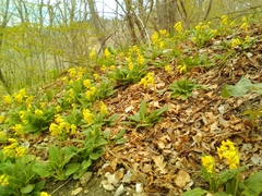 Primula veris macrocalyx